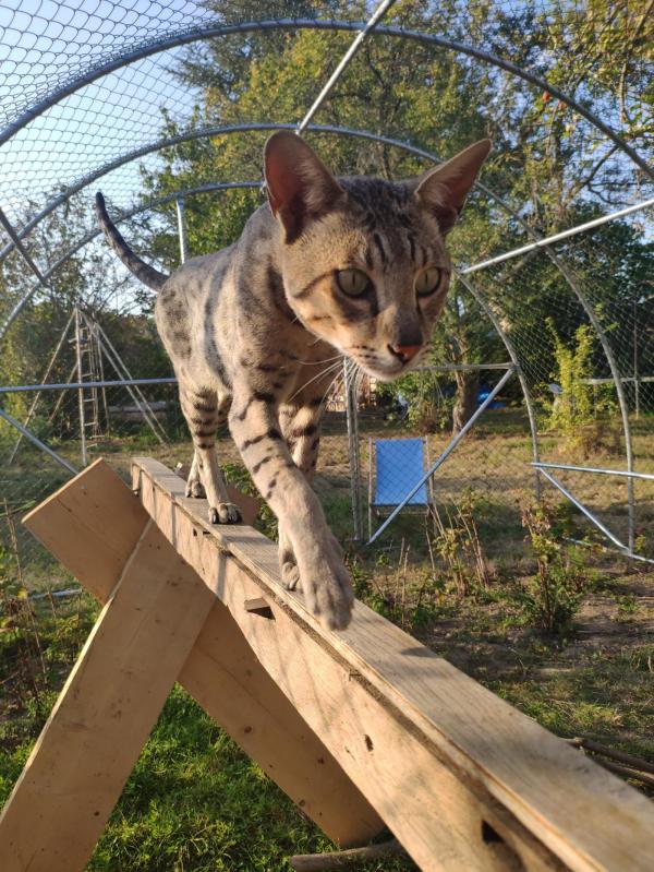 ABC SAVANNAHCATS Gigolo nous vient des Pays-Bas avec une ligne trs intressante. Sa tte est extraordinaire avec son facis si proche de celui du serval. Son allure est lgante, race avec une belle hauteur sur pattes pour un F6