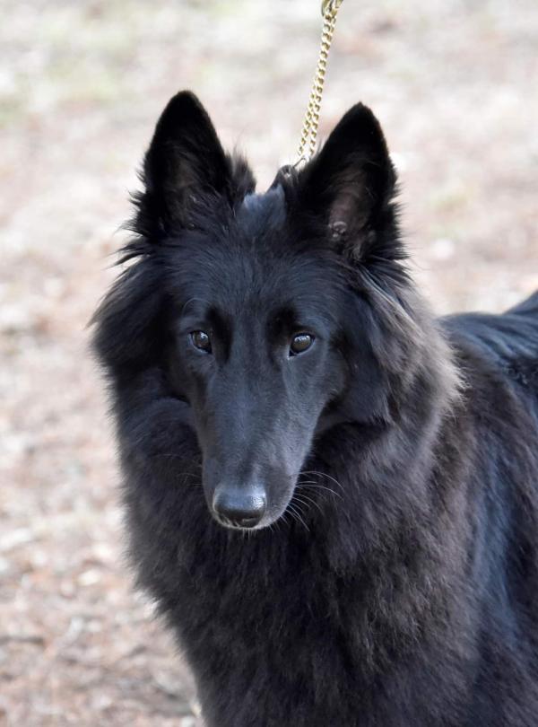 chiot groenendael femelle par Man in Black des Terres Bergres et Rafale de la Terre Sauvage entre  l'levage fin mars 2021<br />
1re porte mars 2023 2 mles 2 femelles par l'talon CH-Pascha de la Douce Plaine