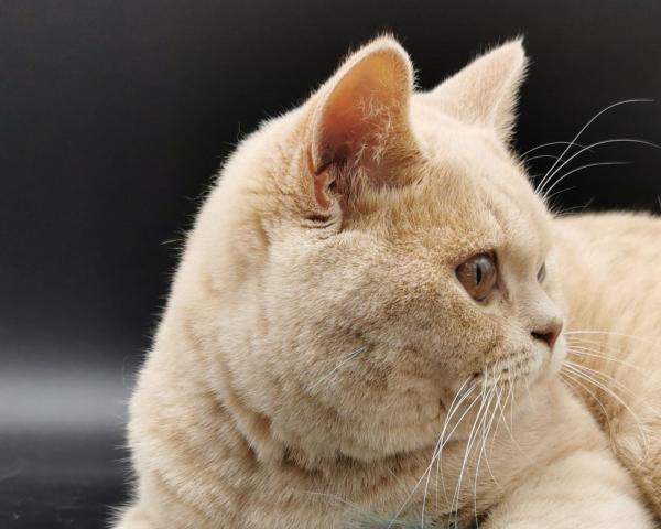 British shorthair crme loof