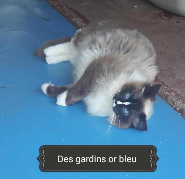 RAGDOLL Seal point mitted avec flamme<br />
<br />
Test FIV/FeLV par test sanguin + FCoV Ag teste sur couvillon rectal + HCM par test gntique et chographie et PKD par chographie le tout est NEGATIF / NORMAL   <br />
<br />
en possession de son certificat gntique et de sa conformit dans la race<br />
NAPOLEON est un trs beau chat, <br />
N puce 25026 9500744553 // LOOF 2017.22***  <br />
<br />
NAPOLEON reprsente bien le Ragdoll avec ses beaux yeux bleus ses chaussons blancs et son attitude de 'poupe de chiffon clin'<br />
<br />
C'est