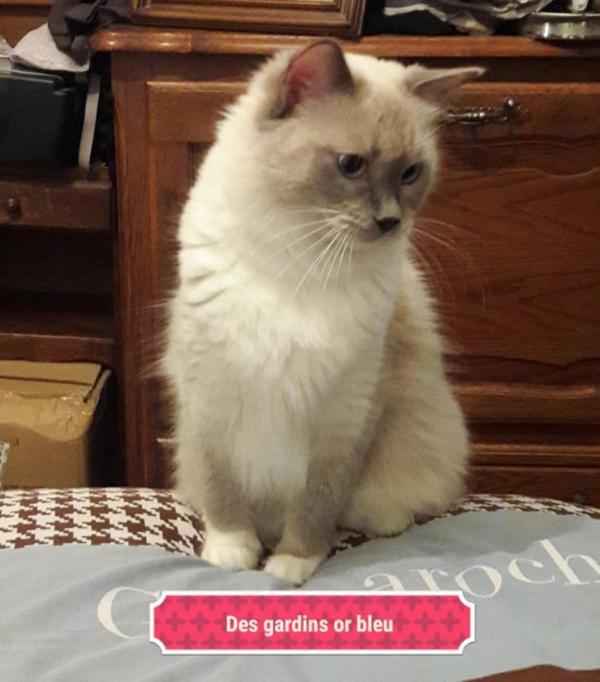 issu de LADY et HONORE tout deux test FIV/FeLV par test sanguin + HCM et PKDpar test gntique et chographiele tout est NEGATIF / NORMAL elle est donc ngative par l acescence(filiation)<br />
<br />
+<br />
<br />
Test HCM et PKD par test gntique test Coronavirus /FCoV Ag par couvillon rectalle tout est<br />
<br />
NEGATIF / NORMAL<br />
<br />
elle est du groupe sangin AA