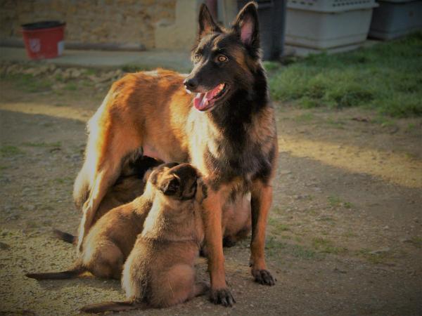 Chienne bien quilibre,ligne de travail, elle s'occupe bien de ses chiots