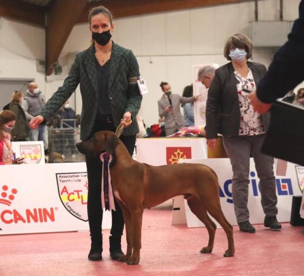 Shan est un chien que j'attendais depuis longtemps et que j'ai t chercher en Sude dans un levage reconnu.<br />
Ses parents sont tous les 2 de multi champions internationaux et issus de lignes trs intressantes pour un travail d'leveur selectionneur.