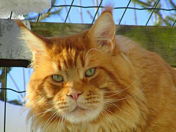 Trs beau male Red Mackerel Tabby , n le 10/09/2015, CAC SQR niveau 2