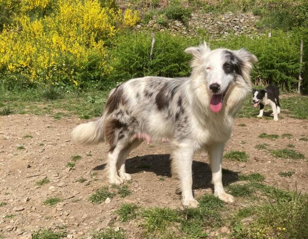 Magnifique femelle bleu merle aux yeux vairons. de l'levage Border Collie du Mas Andr, attachante vive