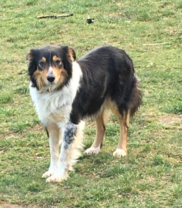 Male tricolore Border Collie yeux noisettes, reproducteur de l'levage Professionnel du Mas Andr, un peu soumis, trs affectueux.