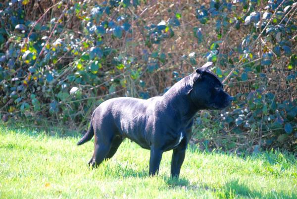 Jolie femelle noire au pedigree prestigieux