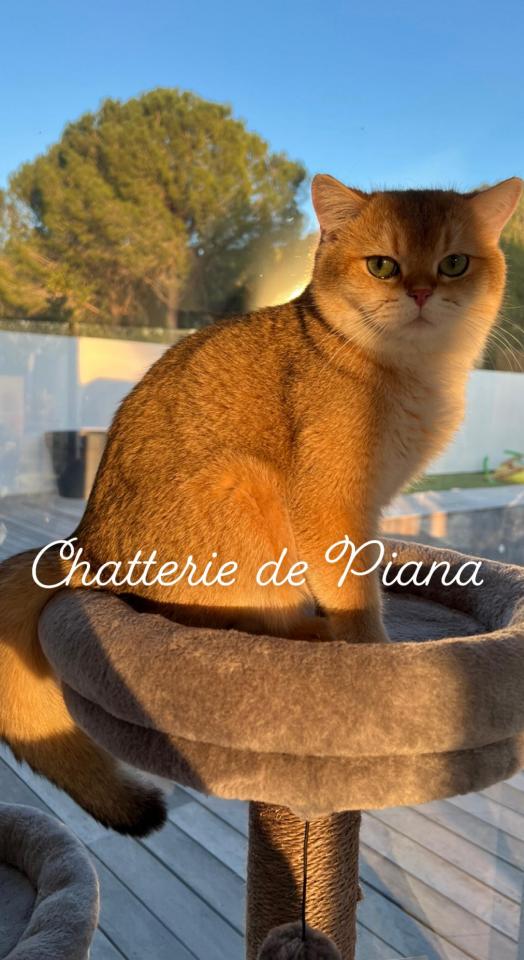 Nous vous prsentons notre superbe mle British shorthair black golden shaded.<br />
Papa de nombreux bbs disponibles  la rservation, black golden shell et black golden shaded