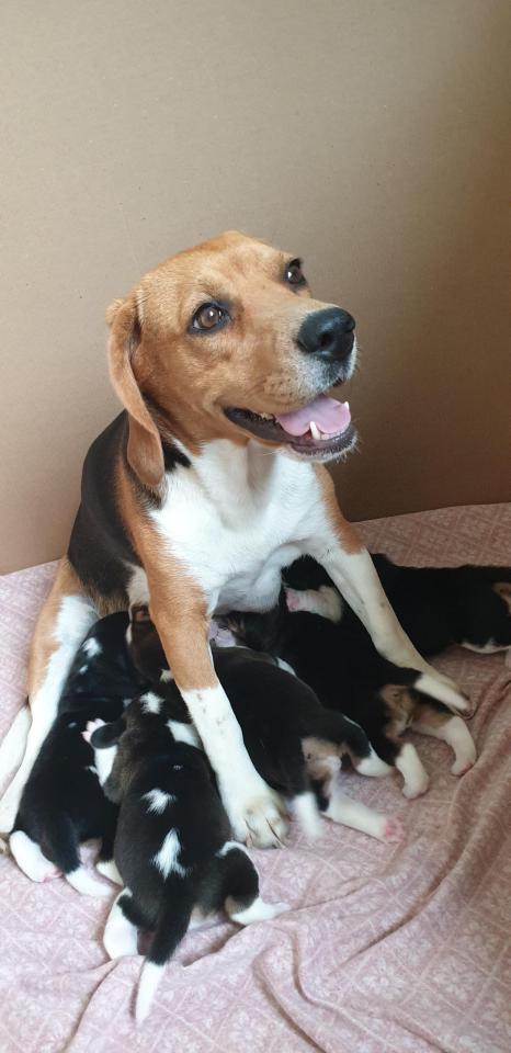 Rebelle est une chienne active et joueuse plaine de patience et une maman parfaite