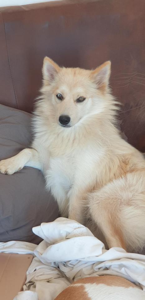 Eden est la premire fille de notre de ne de notre levage elle est juste magnifique avec son cot renarde , c'est une pomsky f2 test embark 57/43