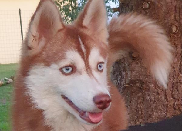 phoenix est un pomsky calme et surement le plus bel talon pour qui aime la couleur chocolat aux yeux bleu