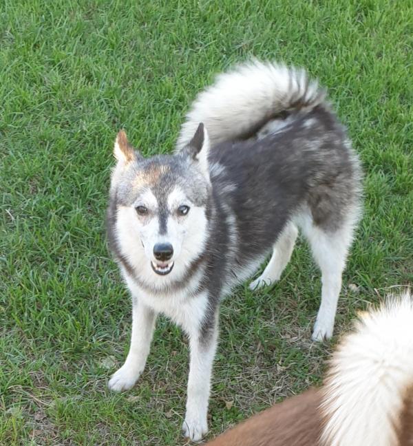 Tom est notre petit male pomsky sa taille est un atout puisqu' il correspond parfaitement a celle de notre Evi c'est un petit pre trs calme et clin