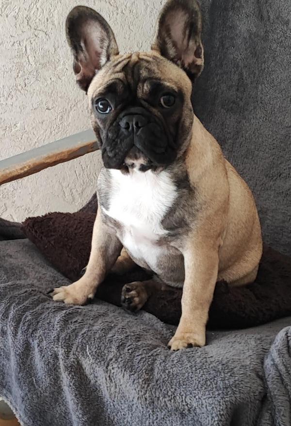 Targa est une magnifique  bouledogue  queue apparente avec une belle frimousse  est de belle couleur