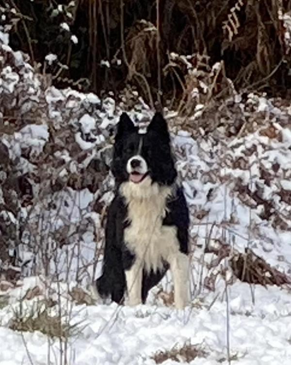 Male ayant les parents lof, non lift, de l'Elevage Border Collie du Mas Andr, Dominant avec les mles, trs affectueux et sociable avec l'humain.