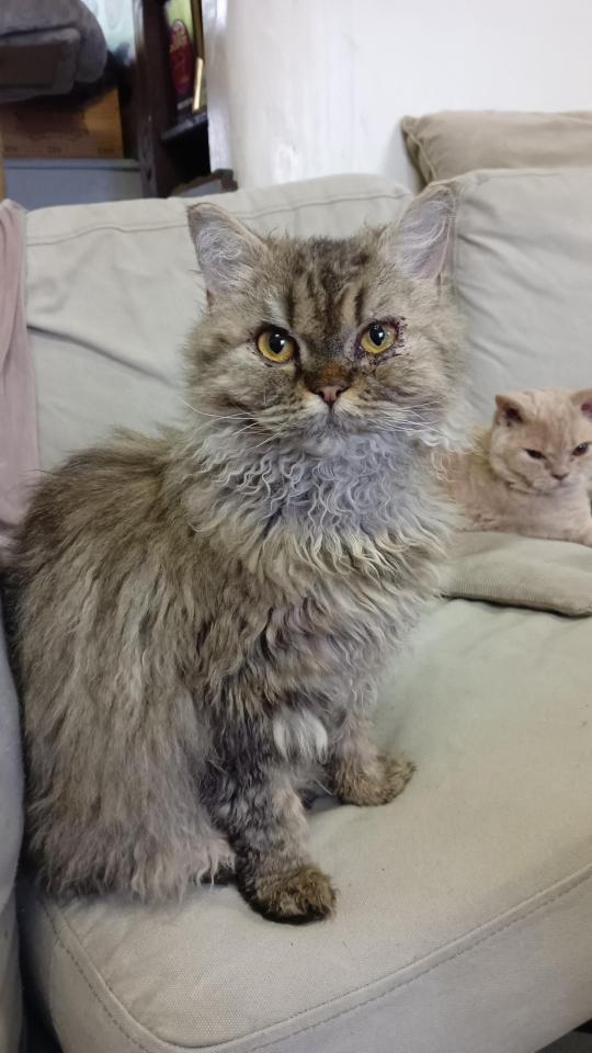 Thelma Coeur de Selk est une femelle Selkirk Rex longhair Brown mackerel tabby