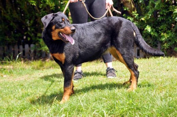 Puissante , forte ossature , Nourrice en impose et transmet ces gnes : elle fait des petits costaud , bien charpent , avec un caractre typique du beauceron : sur d'eux .