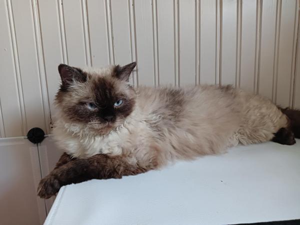 Sarah Coeur de Selk est une Selkirk rex seal tortie point