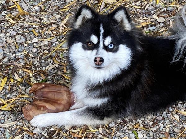 N  llevage lOdysse en Provence Apollon est de pure ligne amricaine et petit fils du champion Micah.<br />
Yeux vairons et fourrure fluffy, notre Apollon Cest un micro Pomsky, 4,2kg damour et de douceur! Il est dune incroyable patience avec notre fille de 2ans qui lui tmoigne un amour dbordant<br />
Cest un compagnon vraiment vraiment gentil! Il naboie que pour nous prvenir, il est toujours enthousiaste lors des balades et se pose tranquille dans la maison. Apollon vit dans notre famille.