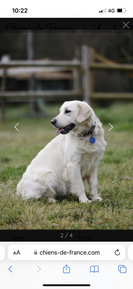 Safari est une golden retriever avec une jolie tte fine, sable clair, trs proche de l'homme, elle recherche beaucoup l'affection de ses matres. C'est une bonne mre. Ses petits sont trs jolis.