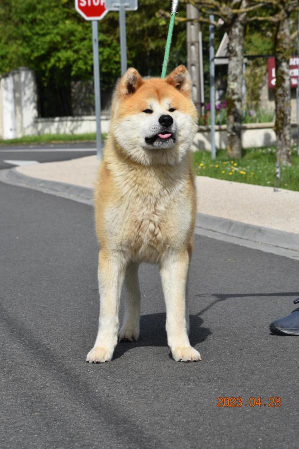 Akita de grande taille, trs costaud,  plein de vitalit, Ses qualits peuvent tre apportes pour corriger certains dfauts de ses partenaires