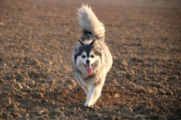 Pomsky F2, 31cm, 6.5 kg, poil whooly<br />
Pedigree EPC<br />
ADN, Filiation<br />
Test embark