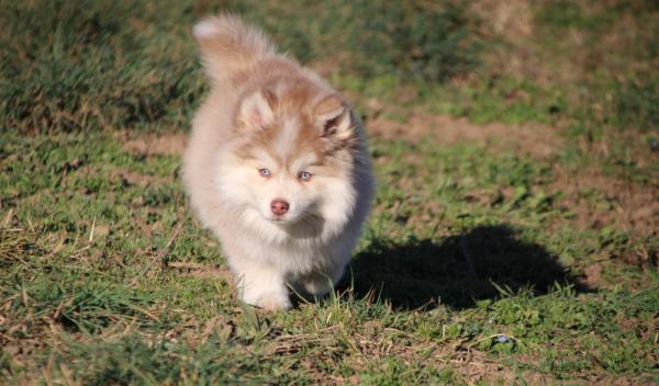 taille adulte environ 34cm. Pomsky toy F2<br />
Puc, vaccin, vermifug.  certificat vtrinaire de bonne sant<br />
Carte ADN, certificat gntique de filiation, test embark, pedigree EPC