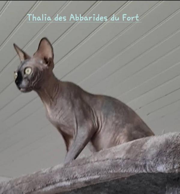 THALIA UNE SUPER CHATTE HYPER CALINE D'UNE GRANDE GENTILLESSE