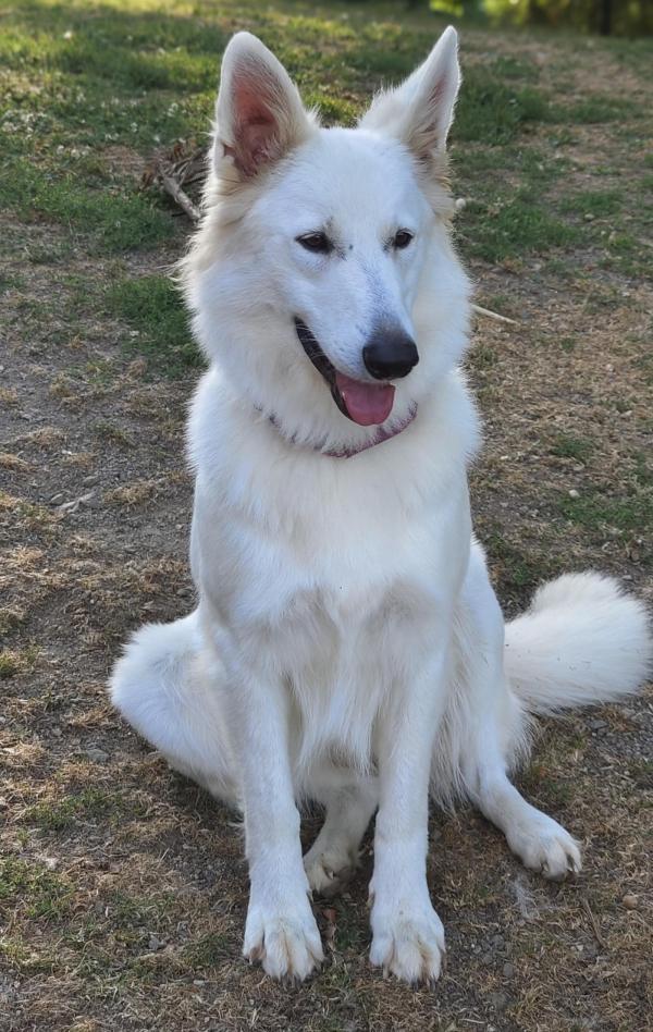 Tokyo est une chienne docile et trs affectueuse. Elle est capable de suivre tous les sportifs. Elle aime beaucoup les enfants et se montre bonne gardienne.