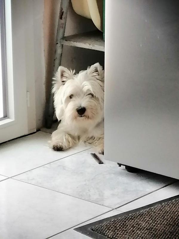 Magnifique petit chienne calme et dynamique  la fois . Petit gabarit avec un superbe poils de Westie  .