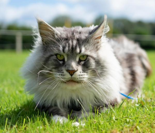 Symba est lui aussi un amour de maine coon,  la fois tendre mais avec son caractre bien  lui.<br />
Ce qui ne l'empche pas d'tre trs proche de nous.<br />
Champion International