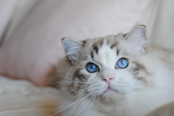 Uriel et un amour de chat, infiniment doux et clin. Une force tranquille sous un pelage de velours en somme !