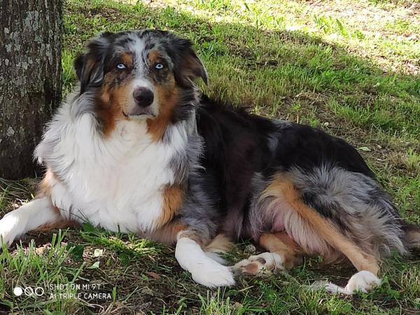 Femelle bleu merle aux yeux bleus, gabarit solide. La pantouflarde de la famille. Un pot de glue et une maman gniale.