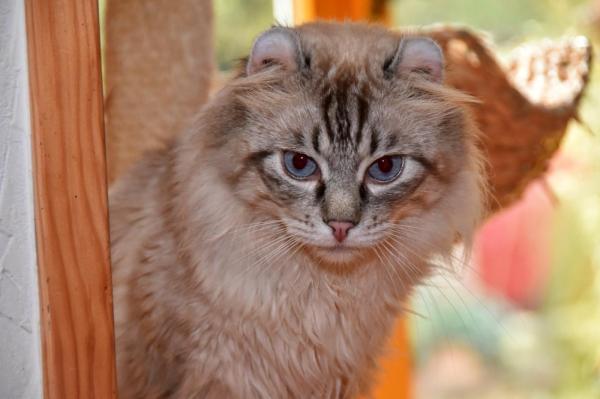 Sapphire est calme et pos. Il a beaucoup de charisme et il est trs attach  sa  maman  quil suit partout.<br />
Sapphire est de couleur black silver tabby point avec les yeux bleus.