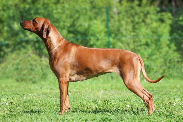 Makeba, de son petit nom, nous vient de Slovaquie.<br />
Un pedigree choisi avec soin et ravie de voir comment elle a volu et est maintenant devenue une lgante femelle.