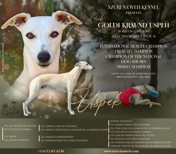 J'ai import Uspeh de Russie aprs un coup de coeur.<br />
Il a depuis conquis les expositions canines et est devenu papa.<br />
Je suis trs fire d'avoir ce petit chien au caractre exceptionnel  mes ct.