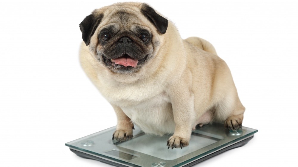 L'excs de poids et problmes articulaires chez les chiens et les chats