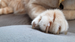 Les griffades du chat : comment limiter les dgts ?