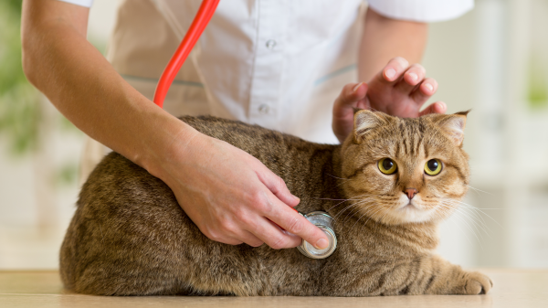 Insuffisance rénale du chat