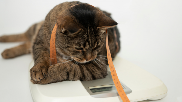 Alimentation d'un chat après stérilisation