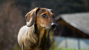 Tumeurs cutanes chez le chien : prdispositions raciales