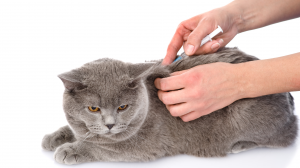 Les propritaires de chat face  la vaccination