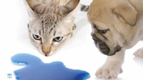 Antigel dans le garage, empêchez les chiens et les chats d'y goûter !