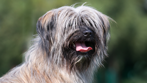 Chien De Berger Des Pyrenées À Poil Long - Standard de race FCI 141