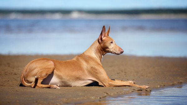 Chien Du Pharaon - Standard de race FCI 248