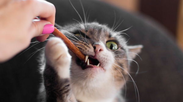 Les friandises pour chats