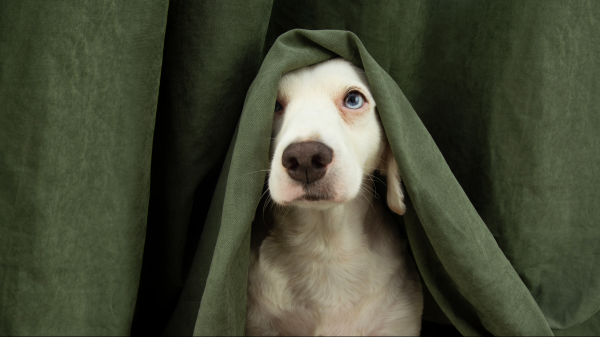 Mon chien a très peur de certains bruits