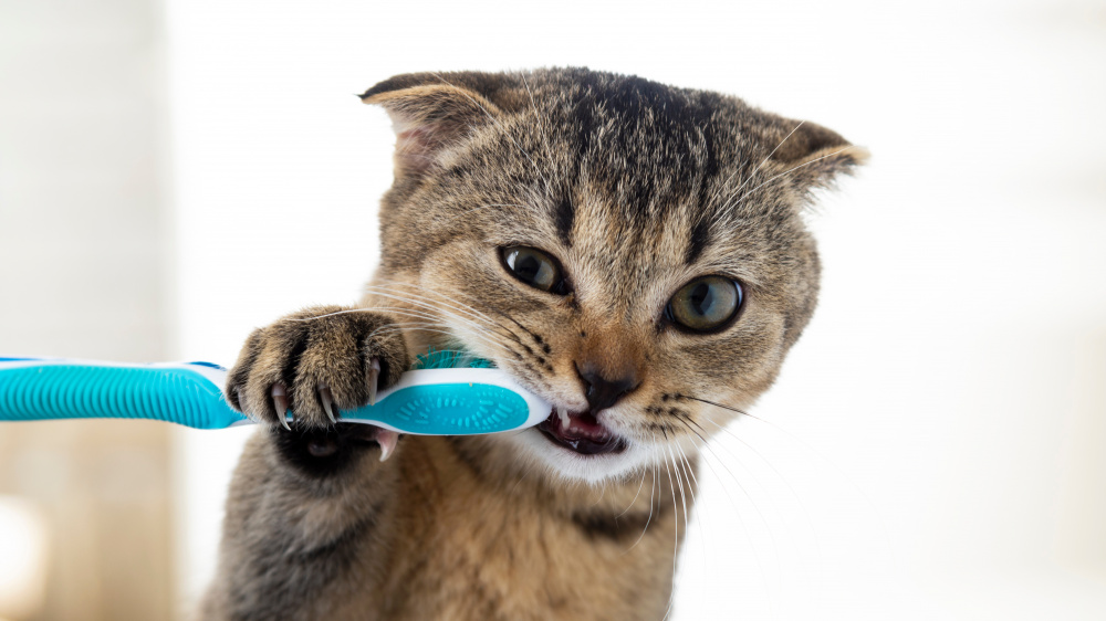 Le rôle de l'alimentation sur la santé bucco-dentaire du chat