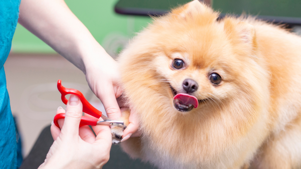 Couper les griffes de son chien