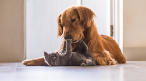 Adopter un chaton quand on a dj un chien - Comment russir  les faire cohabiter