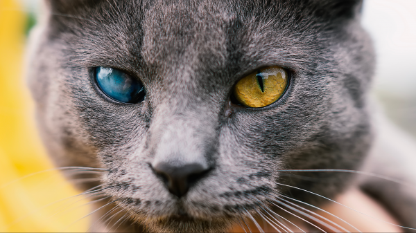 Pourquoi l'il de mon chat devient blanc opaque ?